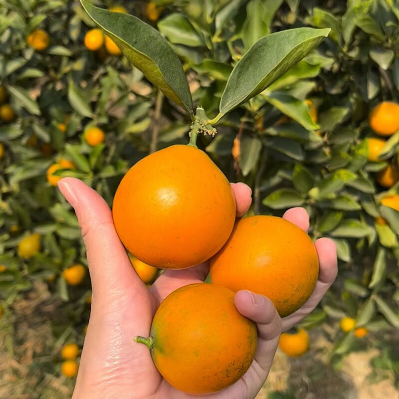 融安金桔旗舰店正宗广西融安金桔第三代脆蜜金柑甜脆皮滑生鲜年货礼盒 【推荐】滑皮净重1.8斤 20g+【独立装】伴手礼 无提袋