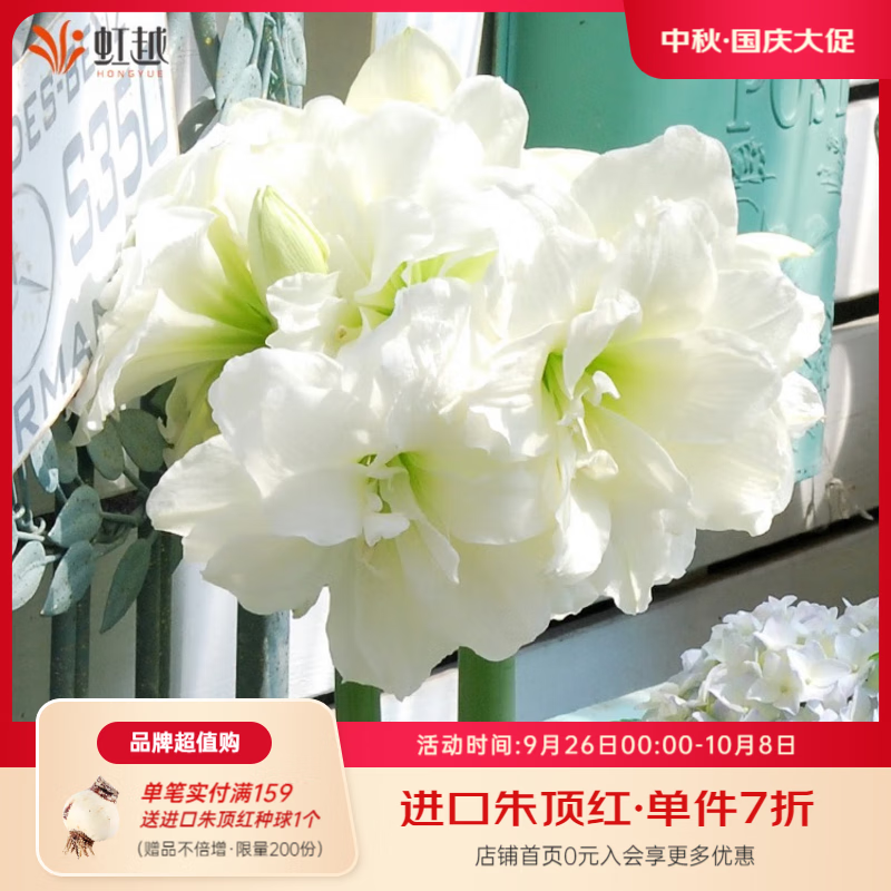 虹越（HONGYUE）進(jìn)口南非朱頂紅種球裸球 陽(yáng)臺花園地栽盆栽多年生球根花卉 【進(jìn)口球】阿弗雷(20/22)