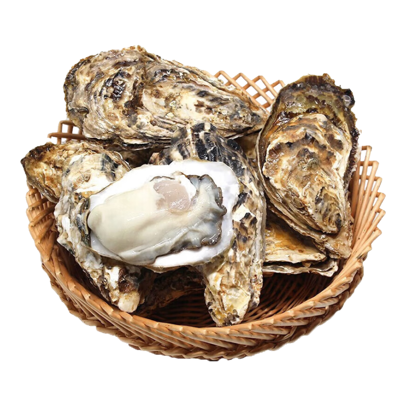 �ʻ���ɽ�������ĵ�ú�����5���� 3XL��򺣨11-16ֻÿ�䣩����5����� 24Ԫ