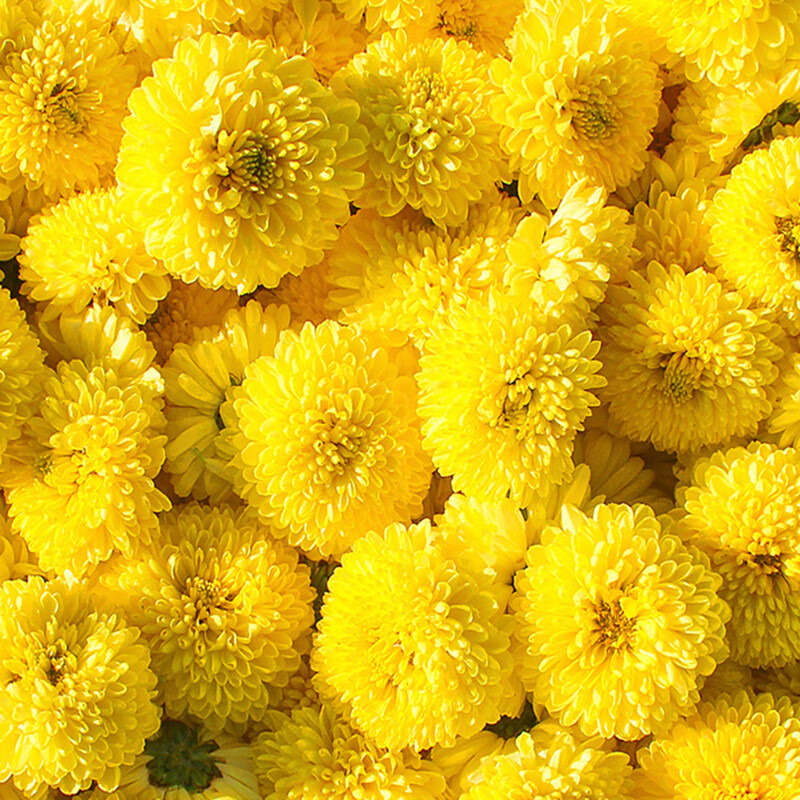 池芽批发绣球王金丝皇菊徽州皇菊黄菊花新货婺源皇菊花茶球菊 随机发