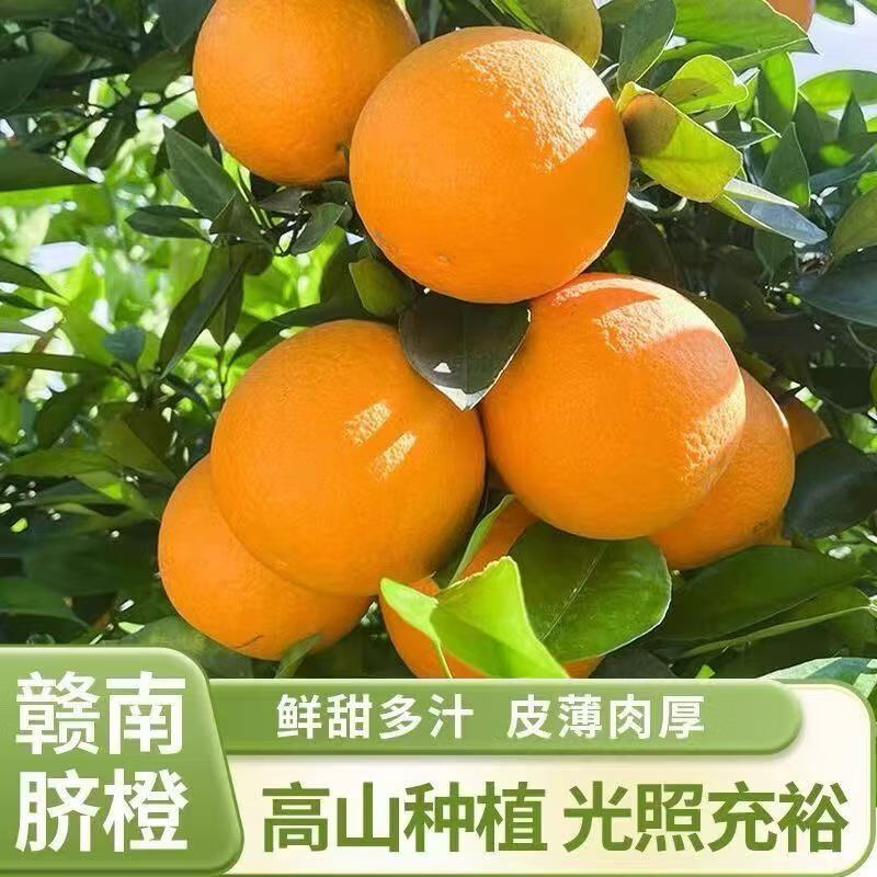 花慕辰现摘正宗早熟赣南脐橙应季产地直发 个别有青色的75  严选赣南脐橙 2.  净重4.5斤