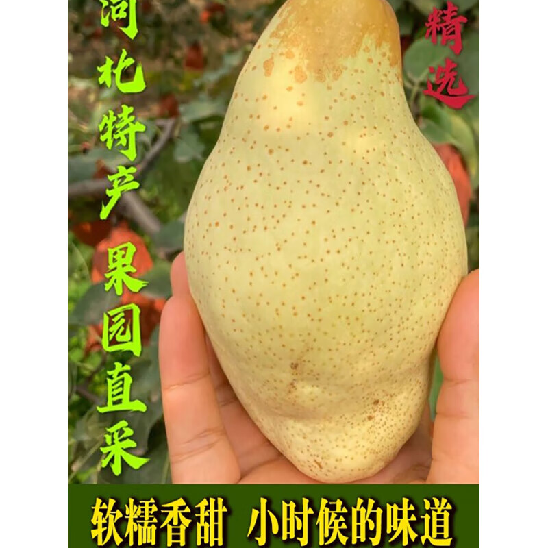 河北特产正宗贵妃梨油瓶梨大头梨太婆梨水果软梨罕见水果 5斤 中果