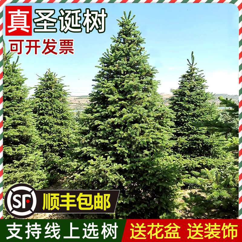 真的圣诞树真树活的诺贝松真树松树圣诞节绿植挪威云杉圣诞树盆栽 0.8-0.9米挪威云杉圣诞树 （送盆送装饰）