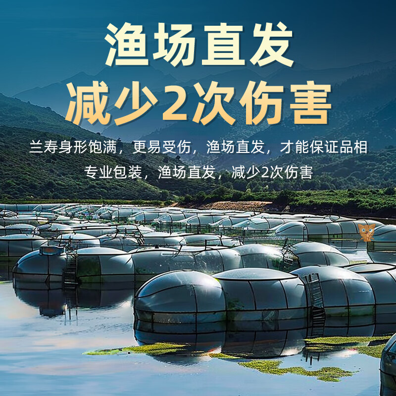 百纶木千兰寿金鱼小鱼观赏鱼淡水鱼锦鲤泰狮金鱼冷水鱼活体国粹蝶尾小金鱼 【精品随机】4-5cm 小兰寿+小泰狮 各6共12条送鱼粮