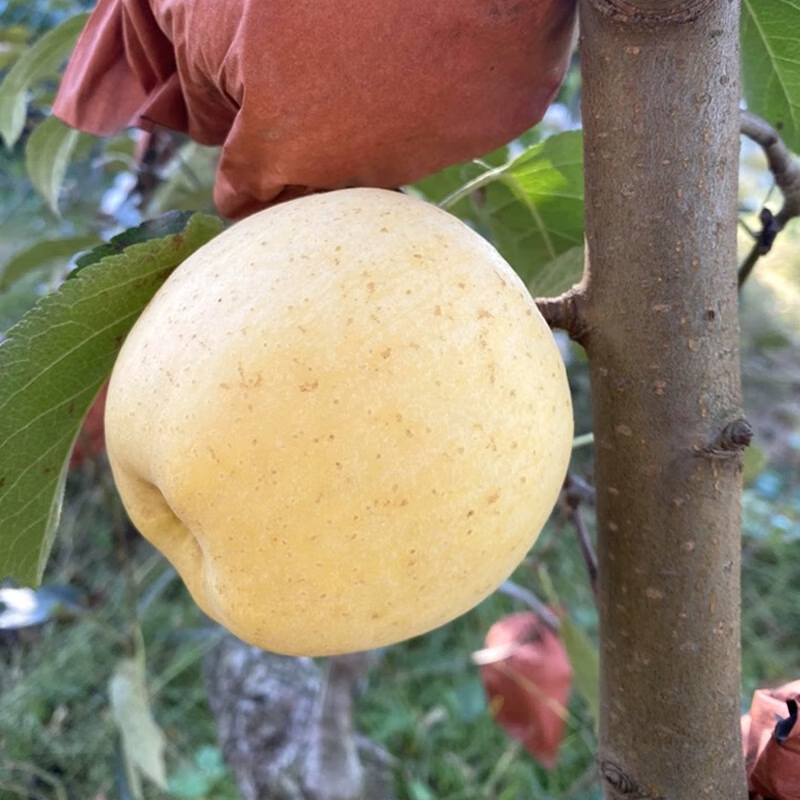佟创山东烟台红富士苹果 水果新鲜当季生鲜 脆甜多汁山东特产脆甜整箱 奶油红富士75-80mm 净重4.5斤