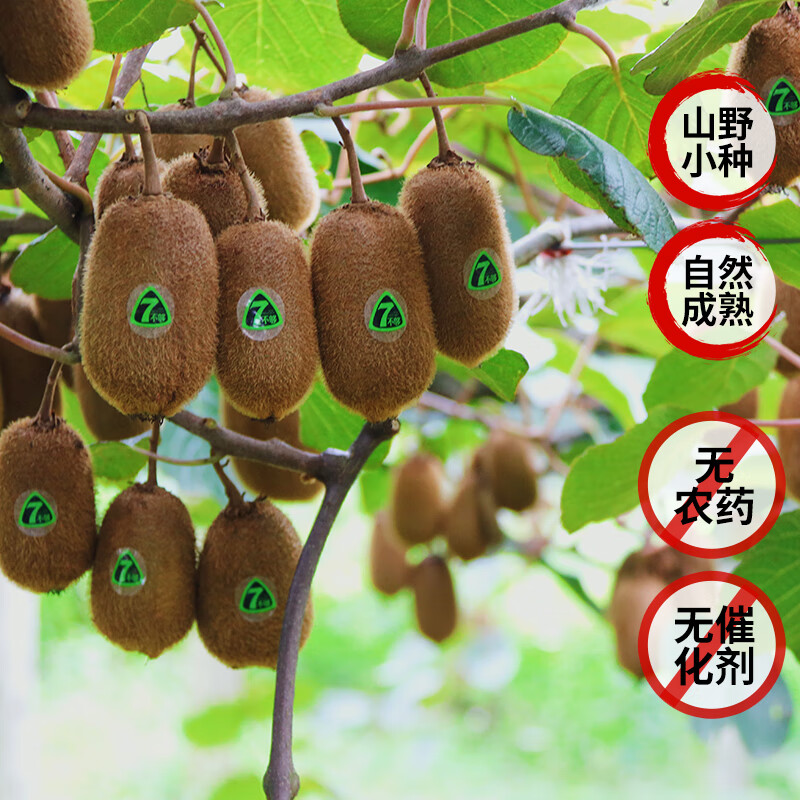 7不够贵州修文猕猴桃绿心奇异果水果节日送礼猕猴桃礼盒装 生态原香16枚-(60g-70g)买一送一(发两件)