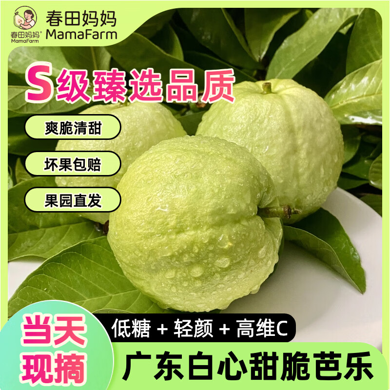 【低糖高维C】产地直发 广东新鲜糖尿病水果白心甜脆番石榴芭乐 【推荐买】5斤｜S级臻选当天采摘