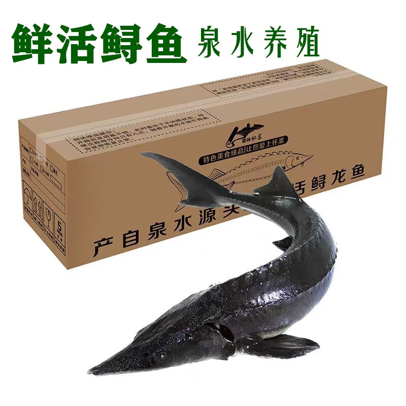 淡水礼品活体鲟鱼中华氧气袋送礼食用鲜活鲟鱼鳇鱼包活体软骨无刺 包