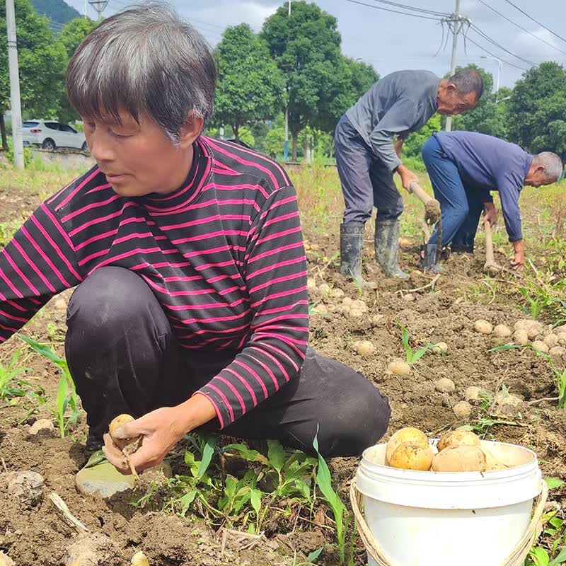 黔婆婆【今年新货】黄心土豆新鲜当季农家自种沙地粉糯黄心鲜土豆马铃薯 【黄皮土豆现挖新货】重9斤