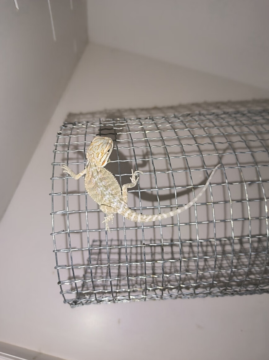 鬃狮蜥红系超白zero入门级爬宠虫蜥蜴活体压成大小苗成体可爱宠物 练