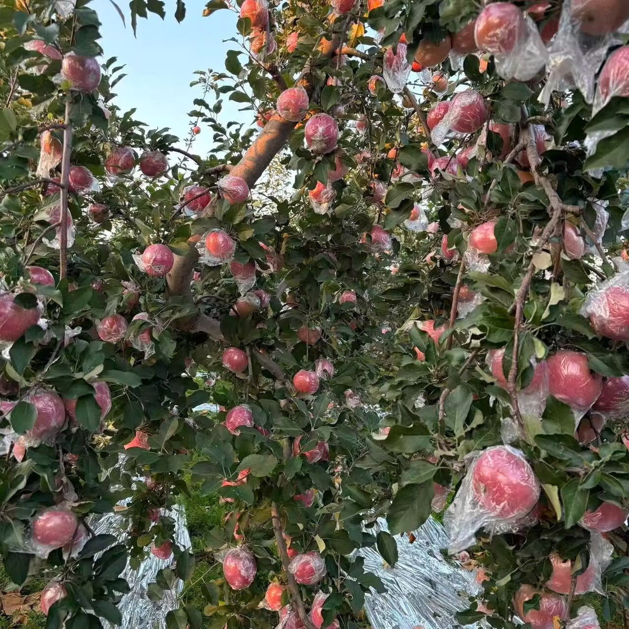 绿熊庄园正宗天然冰糖心山西丑苹果新鲜现摘脆甜多汁应季水果 送礼推荐 【回购爆款红富士】 单果75mm+ 净重8.5-9.5斤