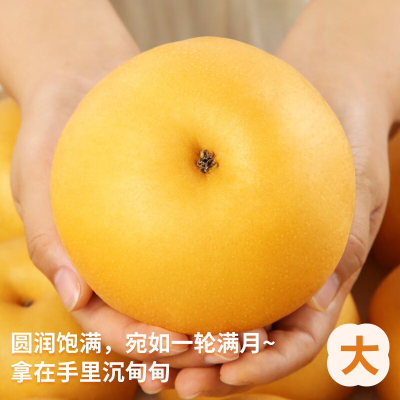 颜曼箐山东莱阳秋月梨 新鲜水果脆甜现摘冰糖甜梨子中秋节礼盒送礼 5斤钻石果 单果350g+ 净重4.5斤+