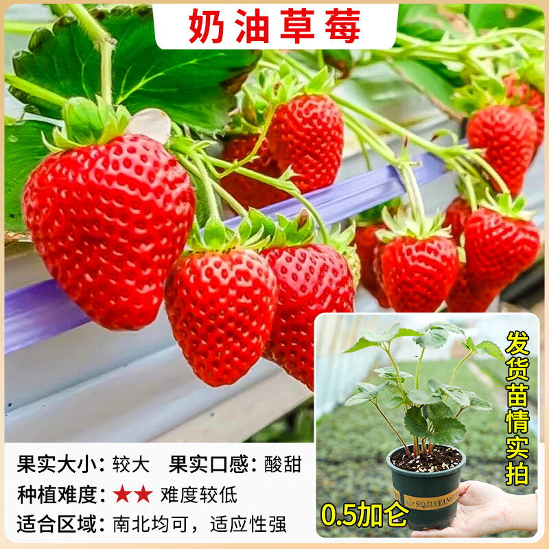 苏沥草莓苗四季结果盆栽特大号室内外阳台种植丹东99奶油草莓苗秧批发 【限时特价】奶油草莓-1盆（0.5加仑）包对版