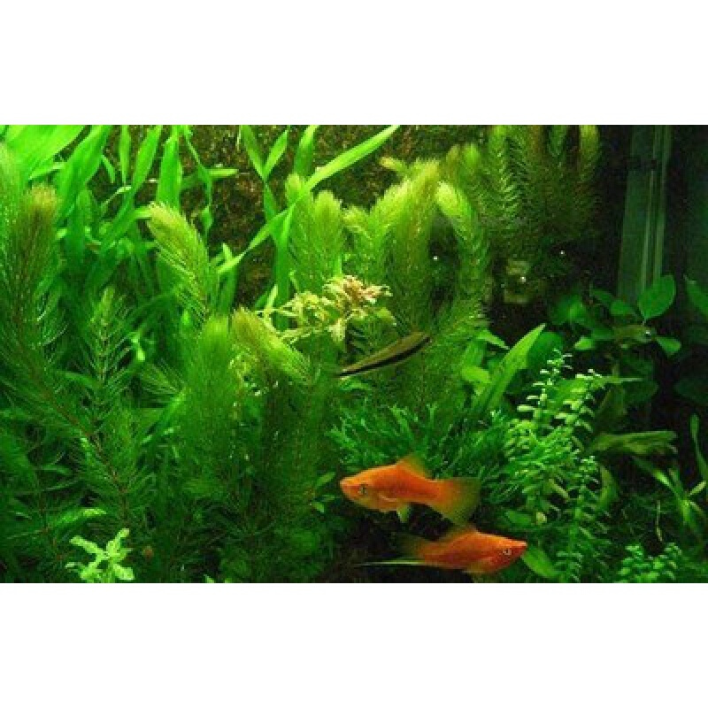 种籽鱼吃的养殖四季畜牧鱼塘水草鱼草牧草喂鱼多年生 金鱼藻种子1斤