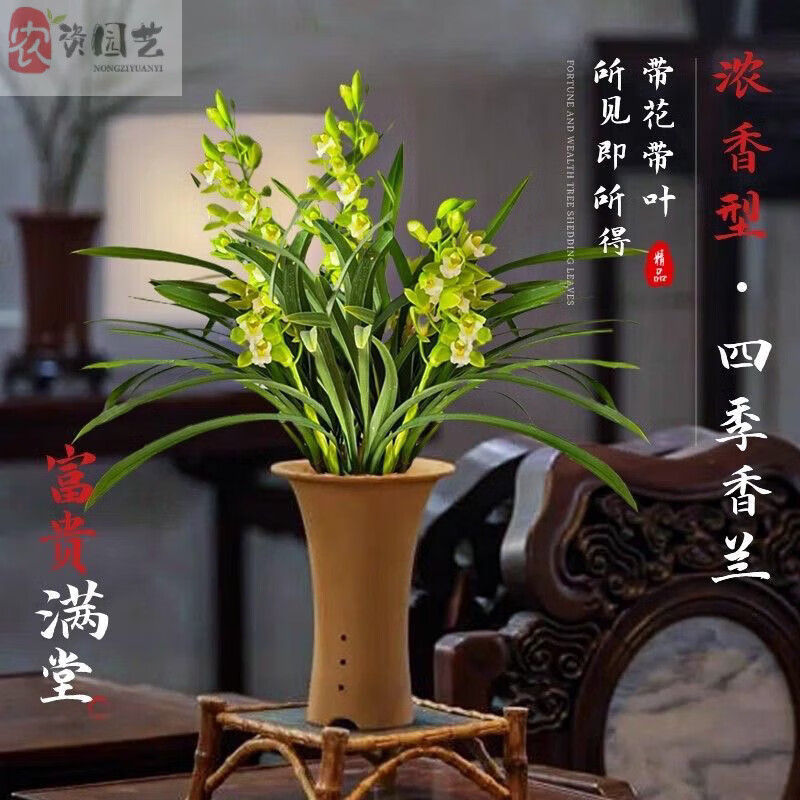 兰草带花苞 现带浓香花苞 建兰四季兰状元红 名贵兰花苗好养易活 香兰