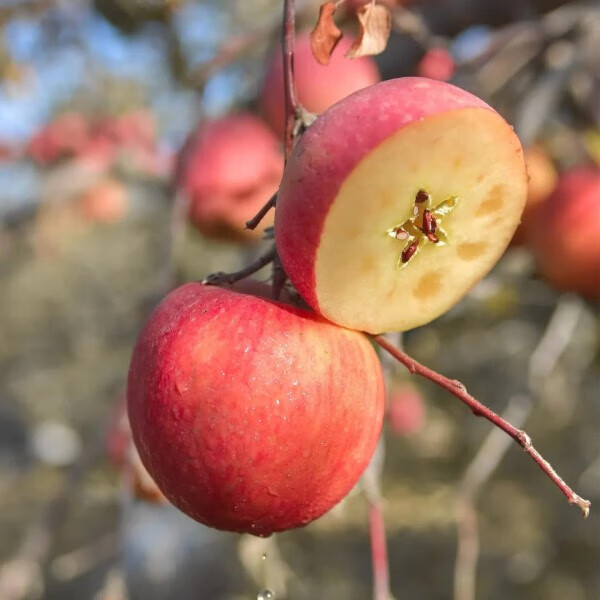 阿克苏苹果冰糖心新疆水果脆甜多汁红旗坡六队直发当季水果礼盒 冰糖心巨无霸果皇【100mm+9枚礼盒装】限量甄选 | 顺丰