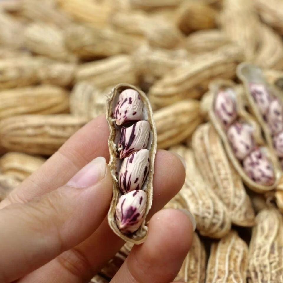 云南特产野地七彩花生带壳新货生花生牛奶花生米晒干新货花皮紫衣 1斤精选农家自种带壳干花生（小颗粒，独颗）