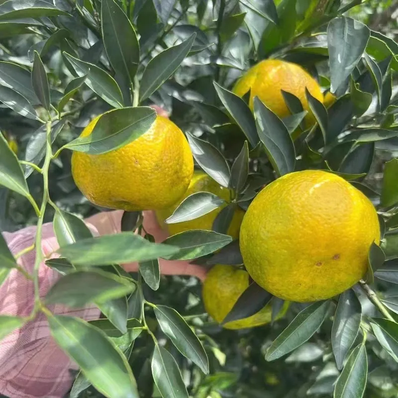 【晒陈皮专用果实】新会柑茶枝柑陈皮二红柑大红柑青柑新鲜果东甲 实惠二红柑10斤