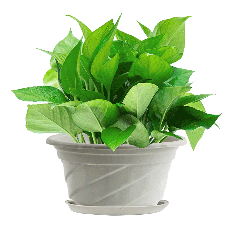 墨斗鱼 绿萝盆栽绿植家用办公室内吸甲醛水培绿萝绿色植物种植带盆