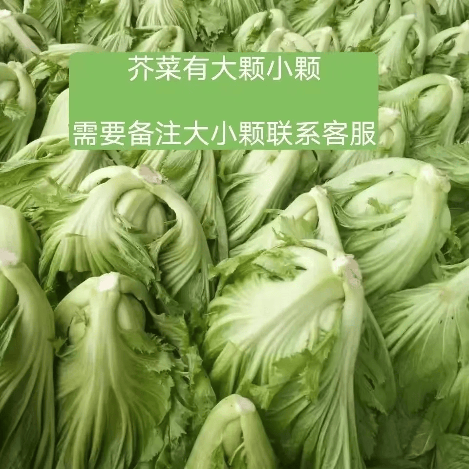 农家自种新鲜芥菜卷心酸菜玉盖菜 3斤