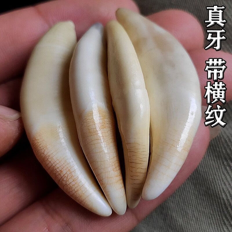 鱼泽真品横纹狼牙藏獒牙吊坠项链真品真牙牙齿男女士个性饰品挂坠 4