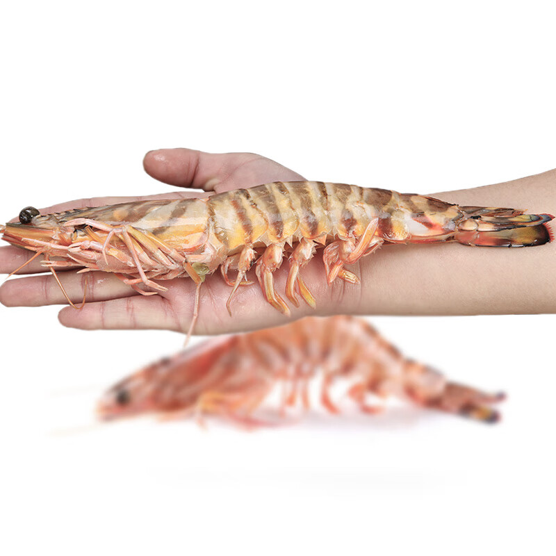 凡今仟味【活鲜】鲜活大花虾 大九节虾 海捕大花虾 鲜活大虾 5-8只