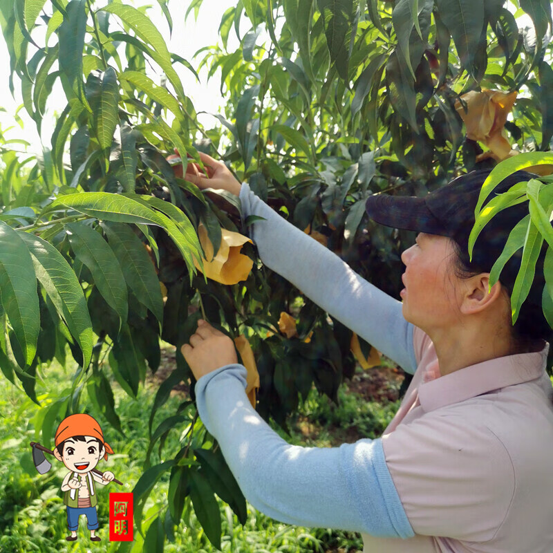 陽(yáng)山【阿明】正宗無(wú)錫水蜜桃5-8兩8個(gè)晚熟湖景蜜露大桃子水果新鮮 1g 6兩左右8個(gè)（晚熟湖景蜜露）