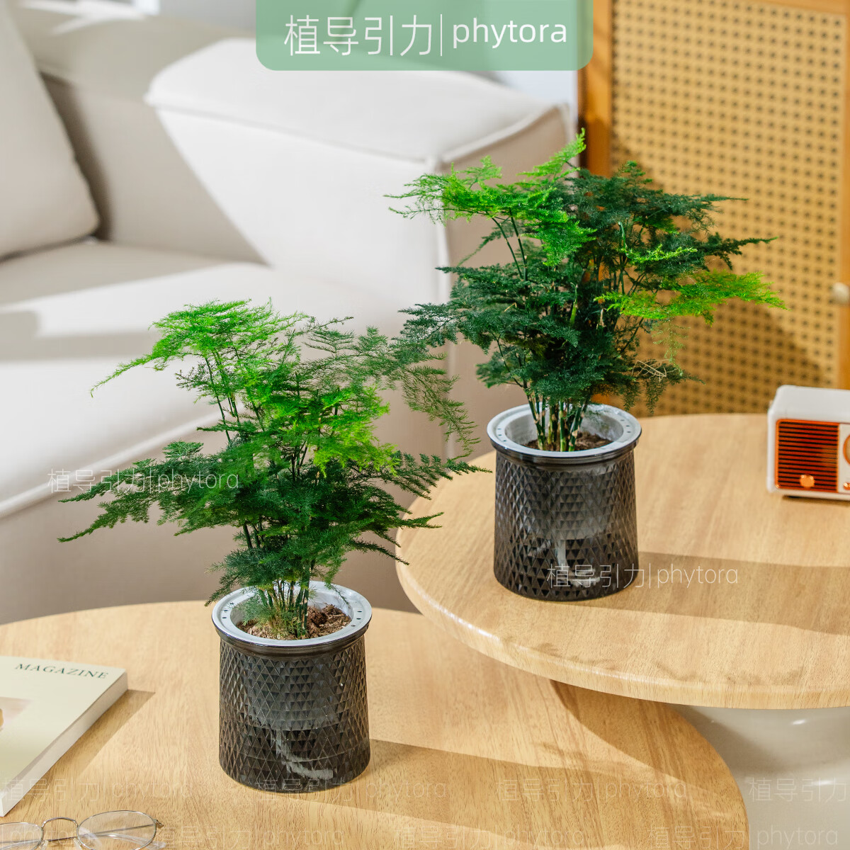 12.8元 植导引力绿植盆栽文竹 轻奢灰自吸盆 2盆 折6.4元/盆，鲜活发货 售后无忧！ - 线报酷