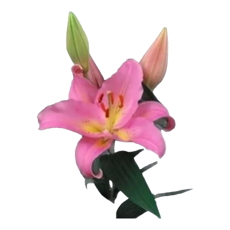 ڶͷˮٺϻѿͺļֲ̨׻԰ٺ ڰٺ򡾷ɫ 1ѿ10g 6.99Ԫ