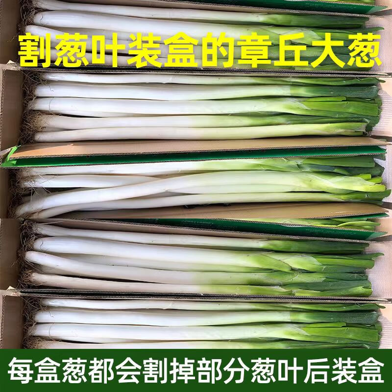 风筝王章丘大葱 生鲜山东特产大葱脆嫩爽口山东章丘蔬菜甜葱 送甜酱 章丘大葱9斤