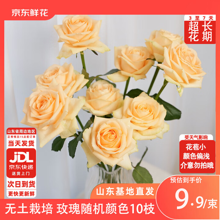 京东鲜花玫瑰花随机色10枝无土栽培家庭插花枝长40cm山东基地源头直发