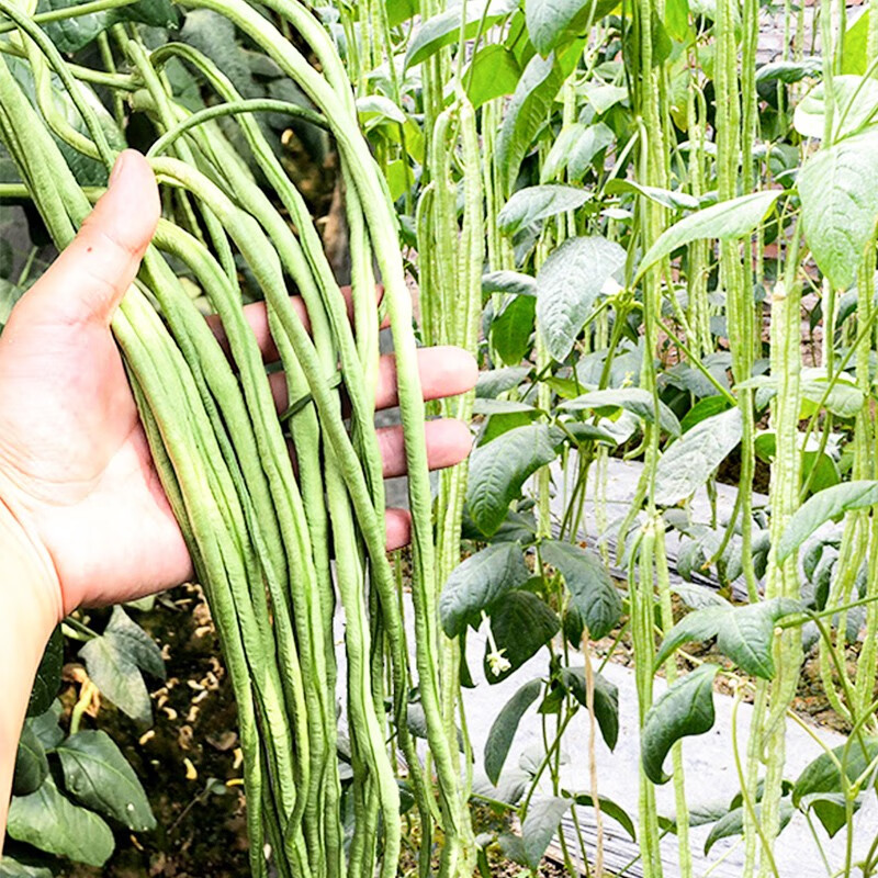 三千苗 杂交豇豆种子绿长霸长豆角种籽耐衰老长条四季春秋季农家蔬菜