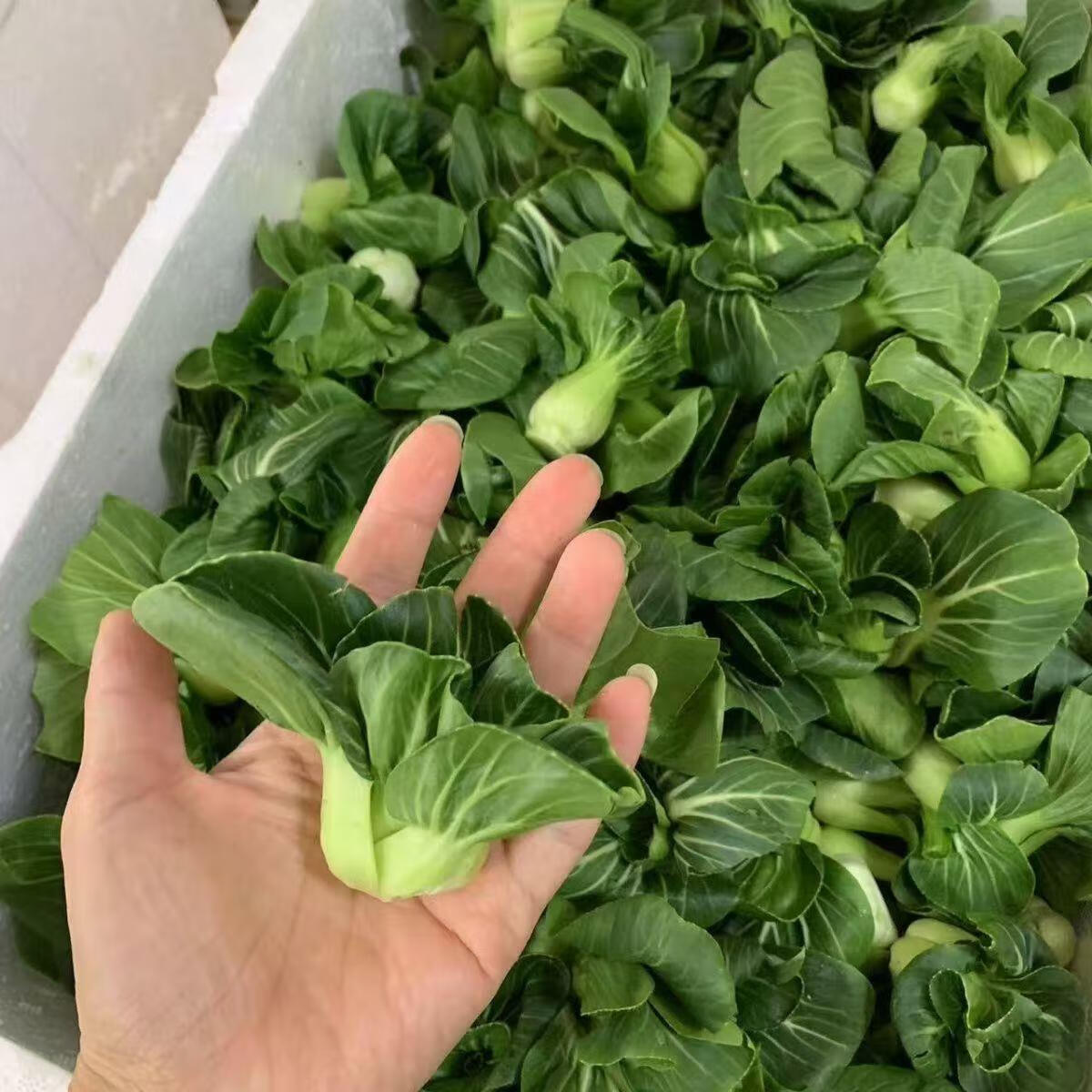 宁夏枸杞批发：品质与市场的双重考量