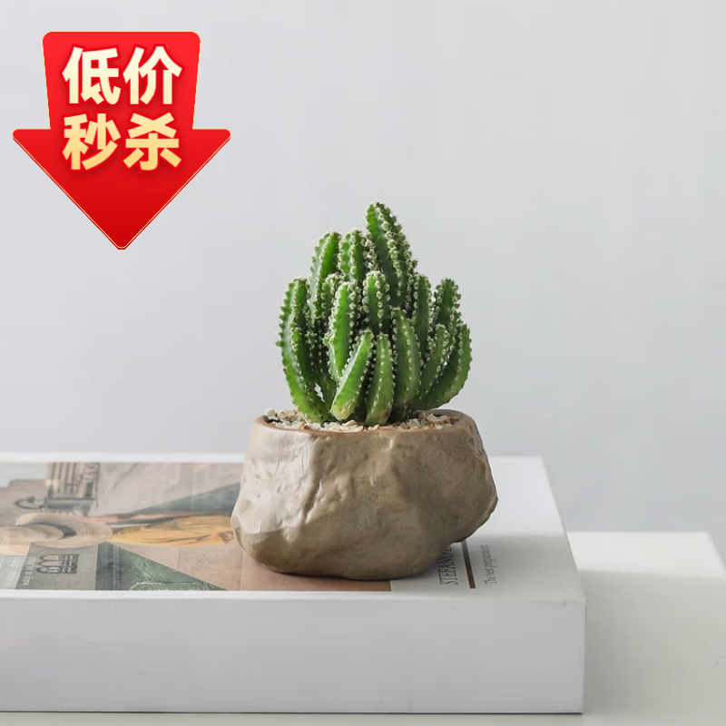 墨一万重山盆栽红太阳网红多肉植物书房室内桌面懒人好养绿植花卉盆景 万重山+海岛礁石盆