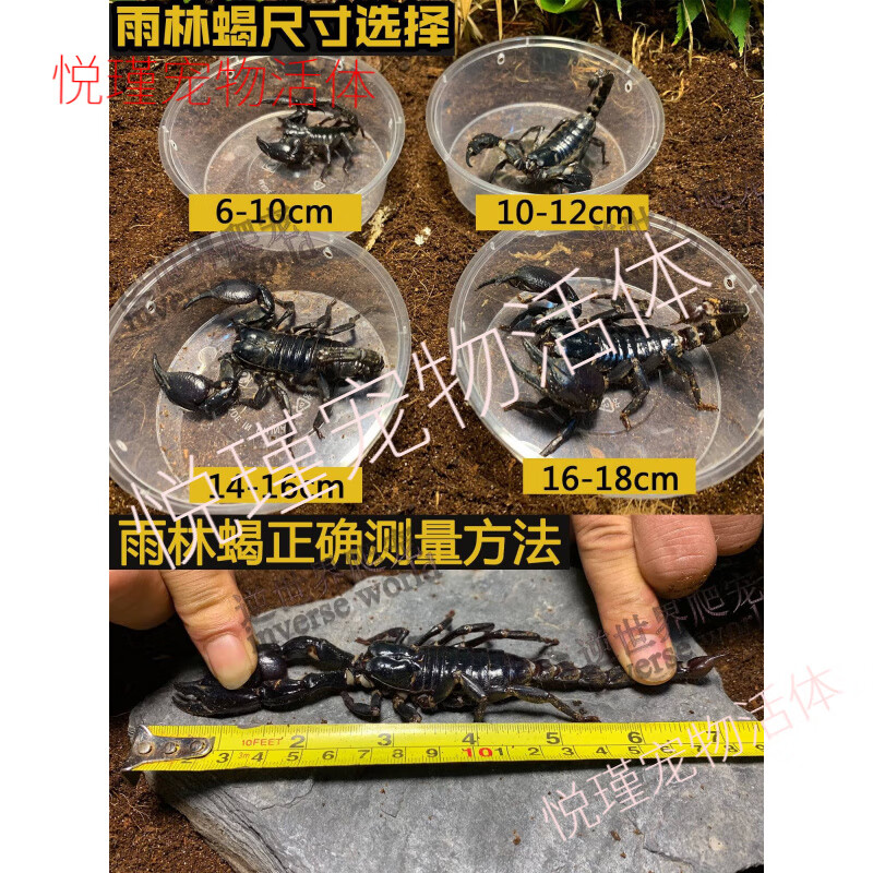 亚洲雨林蝎超大宠物黑蝎子活体18cm温顺可上手爬虫送套餐包活 活动价2-3cm雨林蝎苗1只不送套餐