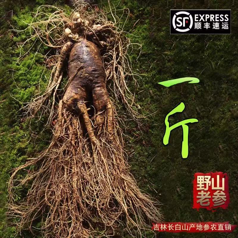 灵壹禾吉林特大新鲜现挖人参带土新鲜人参煲汤山参一斤发顺丰 精选新鲜带泥巴人参 225g*1盒