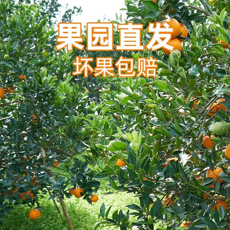 果跃霖爱媛38号果冻橙四川眉山柑橘手剥甜橙子新鲜水果整箱送礼 5斤精选果 单果约65-75mm 净重4.5斤