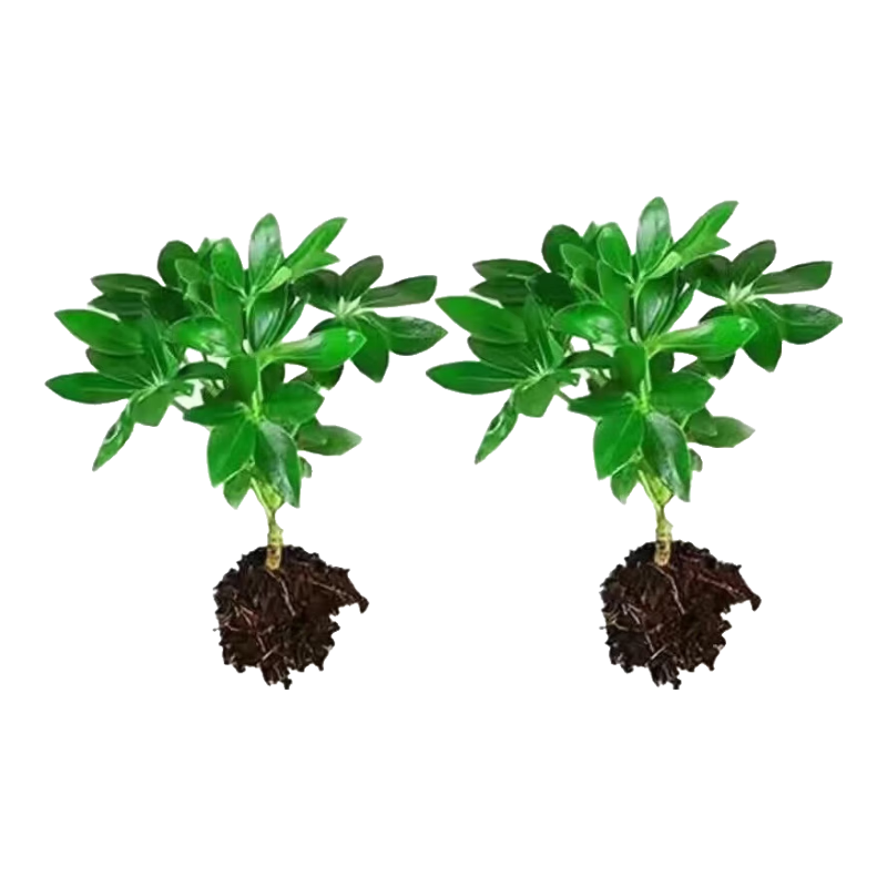 ˷Ѽľڿ칫ˮˮֲܳ ˷ 2š衿