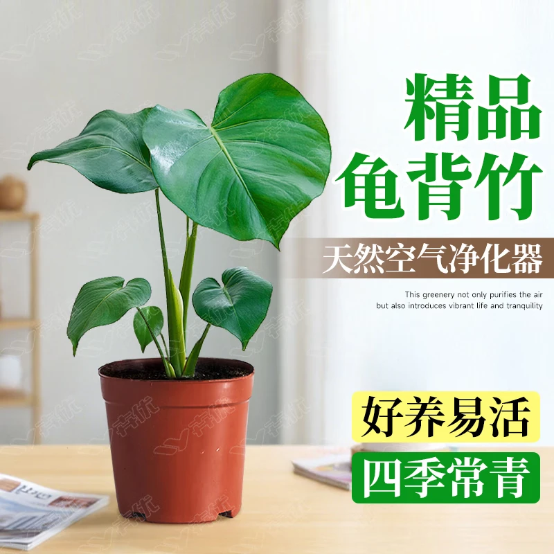 卉优龟背叶吉利红春羽白掌植物盆栽室内小绿植阳台耐阴超好养净化空气 精品龟背竹30cm【原盆】