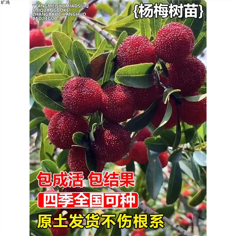 旷鸿正宗嫁接东魁杨梅树树苗杨梅苗南北方种植地栽果树苗当年结果特大
