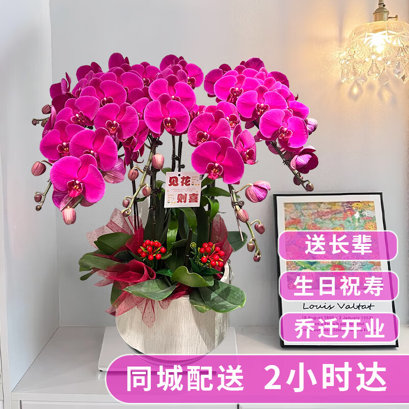 元族大蝴蝶兰盆栽兰花【2小时达】同城配送鲜花送父母长辈乔迁礼物 【鸿运当头】6株紫色蝴蝶兰盆栽（花盆随机）