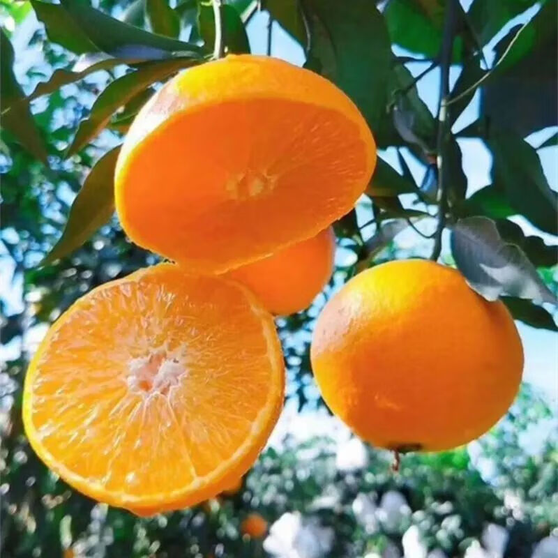【旗舰店】鲜级佳 四川爱媛38号果冻橙礼盒装 净重8.5斤果径70-75mm