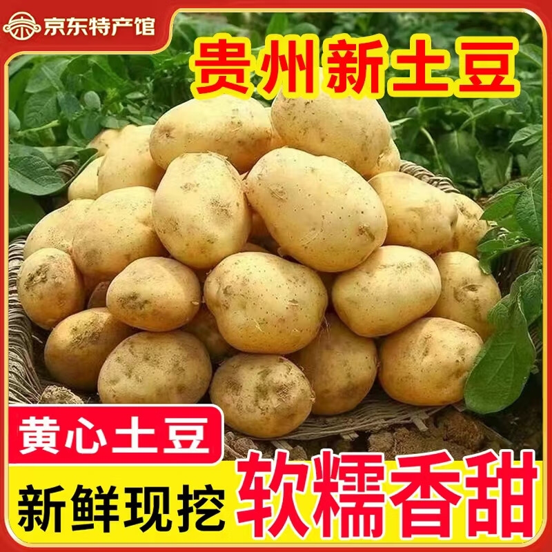 播州鲜现挖土豆新鲜蔬菜高山马铃薯黄皮黄心土豆泥麻辣烫火锅食材 黄皮土豆丨5斤箱装