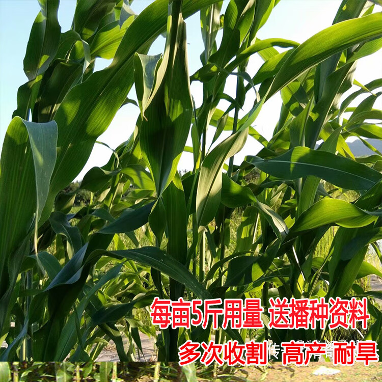 高丹王草种子四季养牛羊鹅猪兔喂鱼草种再生大力士甜高粱牧草种子 饲用甜高粱种子1斤【收割再生】