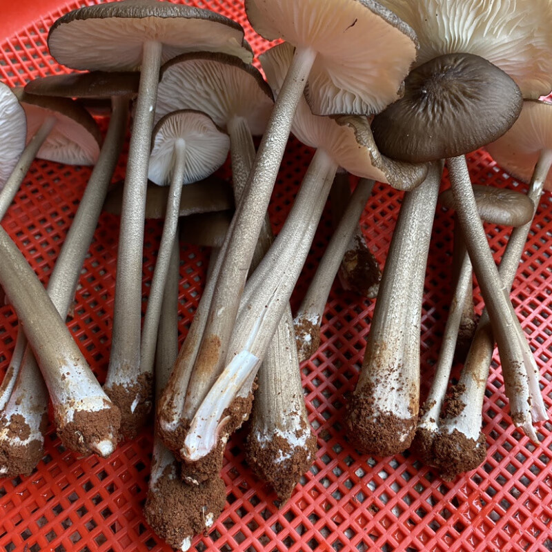 胖东来同款新鲜茶树菇菌菇野生菌种湖南农家鲜货长根菇非干 干货1