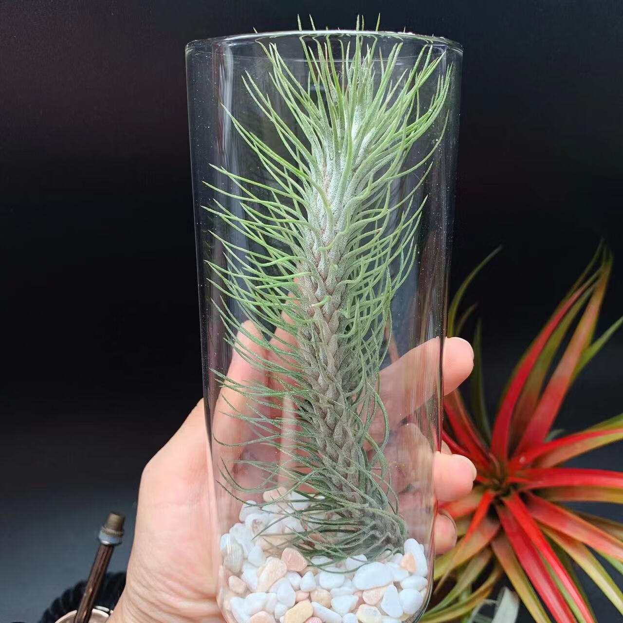 银狐,狐尾,狐狸尾巴,空气凤梨铁兰无土植物绿植办公室花艺园艺 银狐单