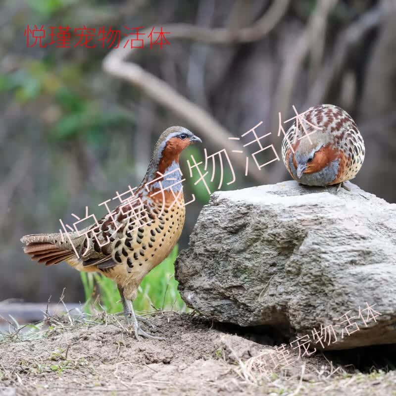 竹鸡苗竹鸡活体公母一对宠物竹鸡种鸡观赏宠物鸡包活带证发货 种鸡公