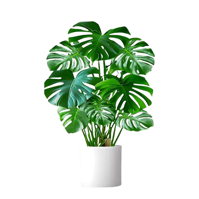 �걳�������������׮����ֲ�����ں����ļ����������ֲ�������� ������׮1-1.1�ס�ԭ�衿 ��Ҷ�����걳�� 85.99Ԫ