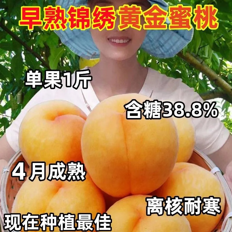锦绣黄金桃嫁接水蜜桃庭院盆栽地栽当年结果南方北方种植桃树苗 8年苗
