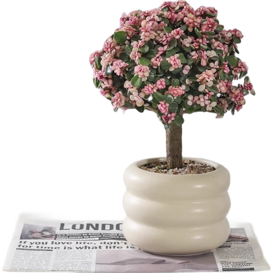 ��ѿ���������֦��Ҷ�����Ǵ���׮����ֲ���������ڿ������ܿ�����ֲ ��֦��Ҷ-��������Ȧ�裨�մɣ� 54.6Ԫ��2��(��27.3Ԫ/��)